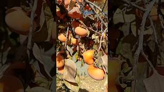 Persimmon tree in home persimmonfruit autumn vibes❤️❤️❤️❤️ [upl. by Hayila642]