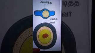 Endospore Tamil [upl. by Atena243]