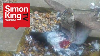 Sparrowhawk Attacks a Pigeon  Eats it Alive High Quality [upl. by Aylat410]