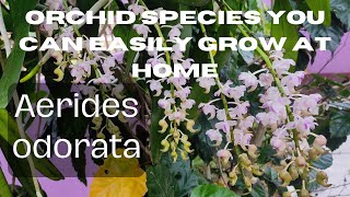 How to care for Vanda orchid Aerides odorata [upl. by Navets834]