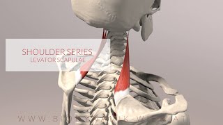 Levator Scapulae Shoulder Series Part 3 3D Animation [upl. by Rothberg815]