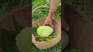 Role of baking soda in agriculture garden viralvideo gardaning baking gardening agromin fyp [upl. by Ahseiat]