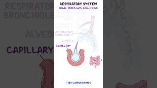 Clinical Cuts Respiratory system anatomy amp physiology [upl. by Slotnick]