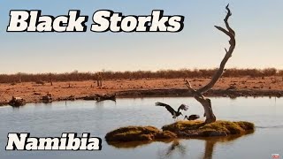 Namibia Safarihoek Live Wildlife Cam Bociany Czarne  Black Storks Ciconia nigra 😊 29102024 [upl. by Viviyan683]