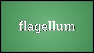 Flagellum Meaning [upl. by Nnyled]