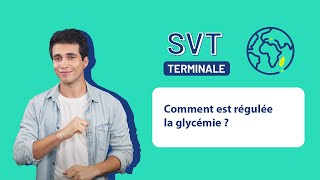 SVT Terminale  Comment est régulée la glycémie [upl. by Aloysius]