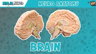 Anatomy of the Brain  Model [upl. by Nivram]