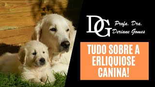 084 Tudo Sobre a Erliquiose Canina [upl. by Enelra]