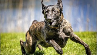 Why you should buy a Dutch Shepherd [upl. by Shelby]