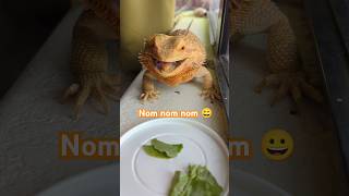 Beardie tries fresh alfalfa with salad greens beardeddragon beardeddragonlover pets lizard [upl. by Llennol]