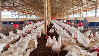 How we feed our 40000 Broiler Breeders [upl. by Ettennal]