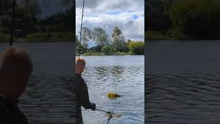 Carp fishing in weed at linear fisheries fishing fish carp carpfishing angling shorts [upl. by Caralie]