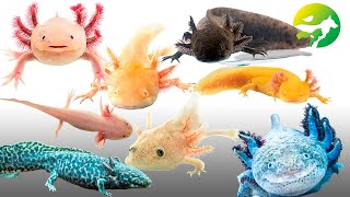 Learn The Axolotl Classification  Characteristics of Animals [upl. by Cilla608]