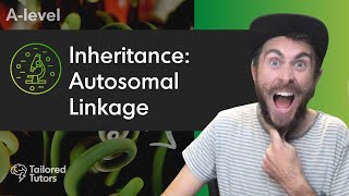 Inheritance Autosomal Linkage  A Level Biology Revision [upl. by Cadmar773]