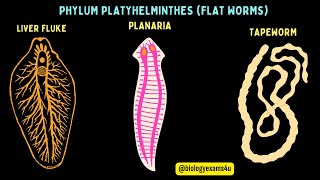 Phylum Platyhelminthes General Characters with Examples Flat worms Animal Kingdom biologyexams4u [upl. by Kline586]