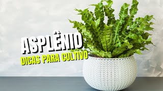 DICAS PARA CULTIVAR O ASPLÊNIO [upl. by Buhler]