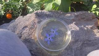 How to make Borage Herb Tinctures [upl. by Castora]