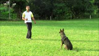 Sistema Caio working dogs  treinando filhote de 8 meses [upl. by Lon]