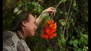 FIELD TRIP WITH PATRICK BLANC IN PAPUA NEW GUINEA  SEPIK LOWLAND RAINFOREST [upl. by Yhtnomit]