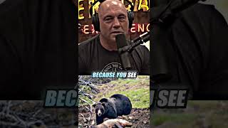 The Mysterious Bear 😳 ft Joe Rogan [upl. by Fernald]