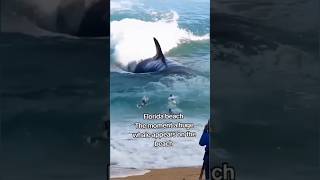 Florida beach The moment a huge whale appears on the beach florida shortvideo [upl. by Elyrpa]