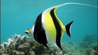 Moorish idol Fishes  Beautiful aquarium freshwater fishes  Zanclus cornutus  Zanclidae [upl. by Neivad110]