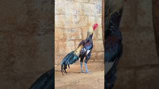 aseeldesimurgifreerangefarm chicken aseelmurga birds rooster [upl. by Nnairret]