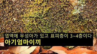 아기엄마이끼 Scapania ligulate subsp ligulta [upl. by Acinnad]