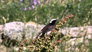 Pied Wheatear [upl. by Nirrat749]