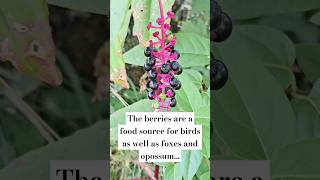 American pokeweed 😍🍃 tinydreamerhomestead Americanpokeweed pokeweed [upl. by Kerekes]