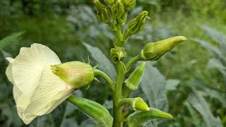 Heavy Hitter Okra has done wonders despite the storms  the best second chance plant [upl. by Jepum728]