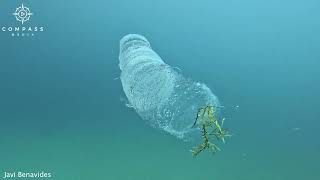 Diver Swims Alongside Alienlike Pyrosome [upl. by Jamnis70]