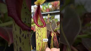 Nepenthes mollis x veitchii x maxima Wavy Leaf  Kannenpflanzen von Fangblatt nepenthes plants [upl. by Sihunn]