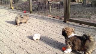 Lhasa Apso Puppies  nine weeks old [upl. by Loy]