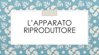 L’apparato riproduttore [upl. by Gausman726]