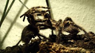 Grammostola pulchripes mating Paarung [upl. by Chui606]