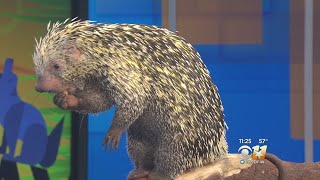 Wild Wednesday PrehensileTailed Porcupine [upl. by Hanavas761]