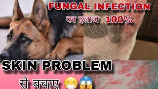 Dog Allergy Skin Problem 😱😷  Fungal Bacterial Infection  CURABLESS  Cream Uses doglover [upl. by Zehcnas]