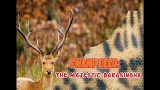 Swamp Deer The Majestic Barasingha animals india deer [upl. by Amelie978]