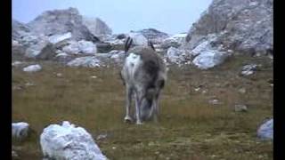 Rentier auf Spitzbergen [upl. by Miko]