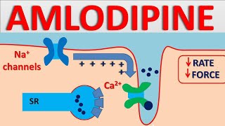 Amlodipine 5mg  Mechanism side effects interactions and uses [upl. by Jael990]