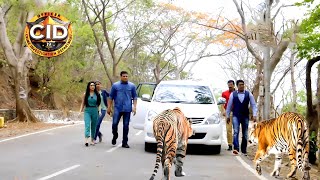 জঙ্গলে সিআইডি অফিসারের ওপর চড়াও হয় চিতা  সিআইডি CID  bengali crime series 2024 [upl. by Xino]