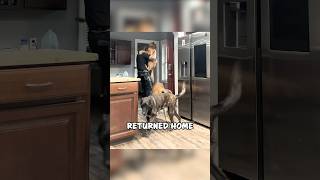 Cop Comes Home to the Sweetest Reunion With His Dog 🐾❤️ shorts [upl. by Jana270]