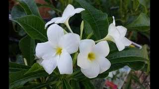 How to grow Plumeria Pudica  Nag Champa  Care amp Tips [upl. by Frodina]