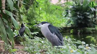 2 HORAS com Sons da Natureza Pássaros Água Corrente Riacho HD [upl. by Jenni]