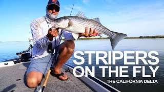 Fly Fishing for Striped Bass in the California Delta [upl. by Juna]