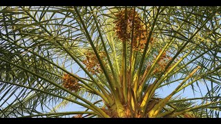 Oil Palm Tolerant to Basal Stem Rot Using GenomeWide Association Studies GWAS Method [upl. by Aynotahs]