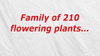 Family of 210 flowering plants CodyCross AnswerCheat [upl. by Hawker315]