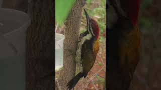 Black rumped flameback woodpecker [upl. by Neirual]