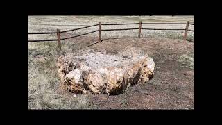 Florissant Fossil Beds National Monument [upl. by Lehcnom]